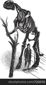 Hadrosaurus skeleton vintage engraving. Old engraved illustration of a man standing by Hadrosaurus skeleton.