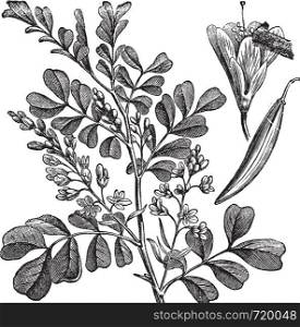 Haematoxylum campechianum (Logwood) vintage engraving. Old engraved illustration of Haematoxylum campechianum.