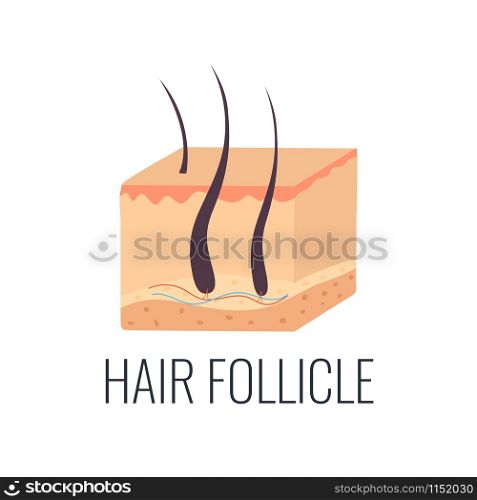 Hair follicle illustration. Skin structure. Beauty concept. Hair follicle illustration. Skin structure
