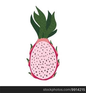 Half dragon fruit isolated on white background. Tropical food pink color in doodle style vector illustration.. Half dragon fruit isolated on white background. Tropical food pink color in doodle style.