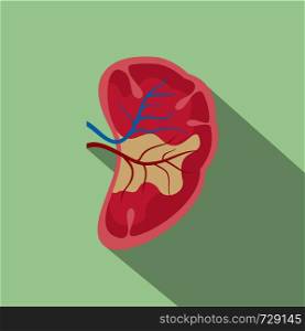 Half kidney icon. Flat illustration of half kidney vector icon for web design. Half kidney icon, flat style