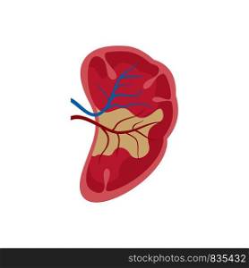 Half kidney icon. Flat illustration of half kidney vector icon for web isolated on white. Half kidney icon, flat style