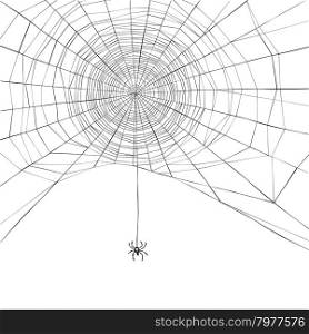 Halloween background. Spider web. Vector illustration