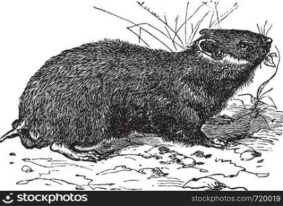 Hamster (cricetus vulgaris) vintage engraving. Old engraved illustration of little hamster.