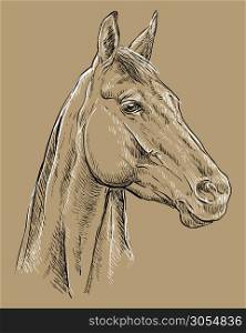 Hand drawing horse portrait. Horse head in profile in black and white colors isolated on beige background. Vector hand drawing illustration. Retro style portrait of horse.