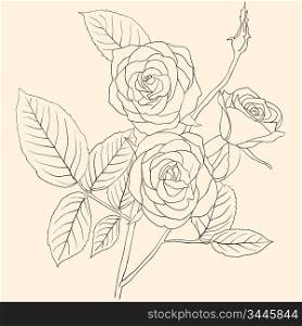 hand drawing illustration of a bouquet of roses