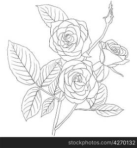 hand drawing illustration of a bouquet of roses