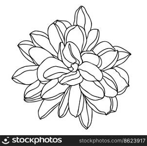Hand drawing of dahlia flower. Delicate floral card on white background. Design for wedding ceremony, greeting, element for design. Vector hand drawn flowers dahlia. Dahlia flower head, black and white dahlia flower isolated on white background.