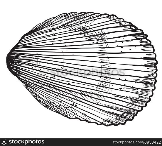 Hand drawing seashell. Vector monochrome illustration of Bivalve mollusk isolated on white background.