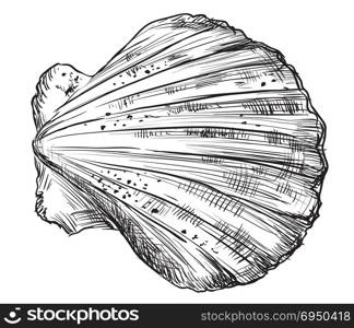 Hand drawing seashell. Vector monochrome illustration of seashell (Bivalve mollusk) isolated on white background.