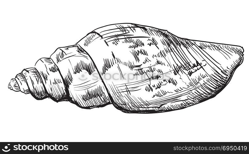 Hand drawing seashell. Vector monochrome illustration of seashell (Conch Shell) isolated on white background.