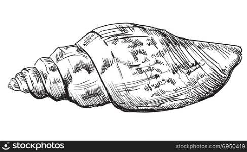 Hand drawing seashell. Vector monochrome illustration of seashell (Conch Shell) isolated on white background.