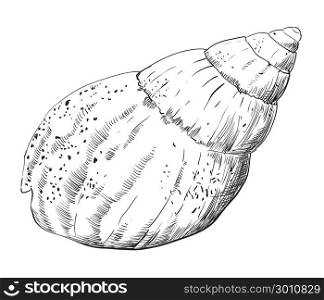 Hand drawing seashell. Vector monochrome illustration of seashell in black color (Conch Shell) isolated on white background.