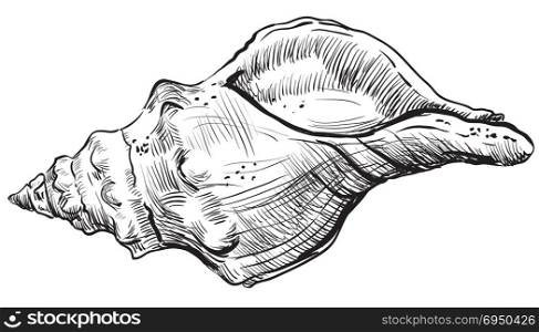 Hand drawing seashell. Vector monochrome illustration of spiral seashell isolated on white background.