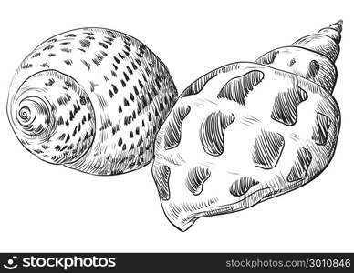 Hand drawing seashells. Vector monochrome illustration of two seashells in black color (Conch Shells) isolated on white background.