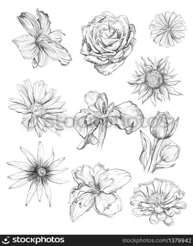 Hand drawing set of flowers. Vector monochrome sketch illustration of flowers in black color isolated on white background. Design floral summeer elements, vintage icons set. Stock illustration for art and design.
