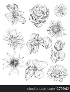 Hand drawing set of flowers. Vector monochrome sketch illustration of flowers in black color isolated on white background. Design floral summeer elements, vintage icons set. Stock illustration for art and design.