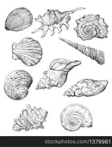 Hand drawing set of seashells. Vector monochrome sketch illustration of seashells in black color isolated on white background. Design travel elements, vintage icons set. Stock illustration for art and design.