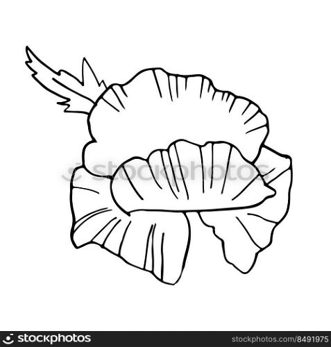 Hand drawing single poppy flower isolated on white ,top view, vector black and white doodle