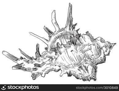 Hand drawing sketch of seashell. Vector monochrome illustration isolated on white background.