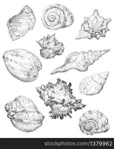 Hand drawing sketch set of seashells. Vector monochrome illustration of seashells collection in black color isolated on white background. Design travel elements, vintage icons set. Stock illustration for art and design.