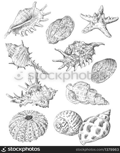 Hand drawing sketch set of seashells. Vector monochrome illustration of seashells collection in black color isolated on white background. Summer sea design travel elements, vintage icons set. Stock illustration.