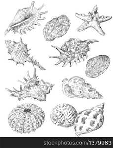 Hand drawing sketch set of seashells. Vector monochrome illustration of seashells collection in black color isolated on white background. Summer sea design travel elements, vintage icons set. Stock illustration.