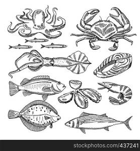 Hand drawing vector illustrations of sea food for restaurant menu. Seafood sketch animal and lobster, vintage hand drawn octopus and mussel, squid and crab. Hand drawing vector illustrations of sea food for restaurant menu