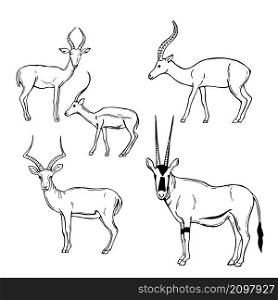 Hand drawn African Antelopes. Vector sketch illustration.