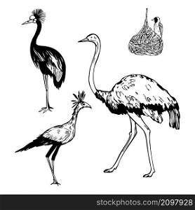 Hand drawn african birds. Grey crowned crane, ostrich, secretarybird, weaver bird. Vector sketch illustration.. Hand drawn african birds. Vector sketch illustration.