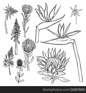 Hand drawn African flowers on white background. Vector sketch illustration.