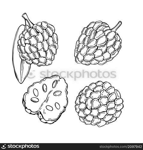 Hand drawn African fruits. Custard apple (Annona senegalensis, wild soursop, sunkungo, dorgot) Vector sketch illustration.. Hand drawn African fruits. Custard apple Vector sketch illustration.