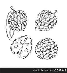 Hand drawn African fruits. Custard apple (Annona senegalensis, wild soursop, sunkungo, dorgot) Vector sketch illustration.. Hand drawn African fruits. Custard apple Vector sketch illustration.