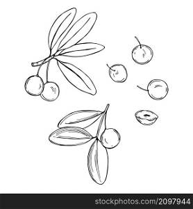 Hand drawn African fruits. Imbe (Garcinia livingstonei , African mangosteen, lowveld mangosteen, Livingstone&rsquo;s garcinia) Vector sketch illustration.. Hand drawn African fruits. Imbe Vector sketch illustration.