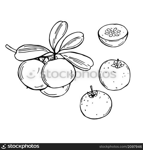 Hand drawn African fruits. Kei apple(Dovyalis caffra, Aberia caffra, Umkokola, Kayaba, Kai apple) Vector sketch illustration.. Hand drawn African fruits. Kei apple. Vector sketch illustration.