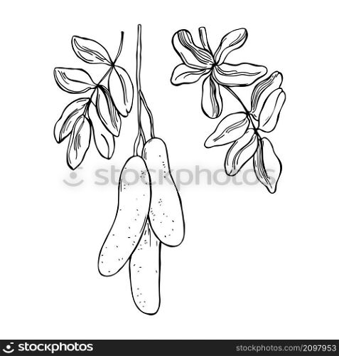 Hand drawn African fruits. Kigelia (Sausage tree fruit) Vector sketch illustration.