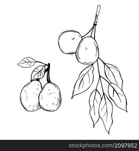 Hand drawn African fruits. Marula(Sclerocarya birrea) Vector sketch illustration.. Hand drawn African fruits. Marula. Vector sketch illustration.