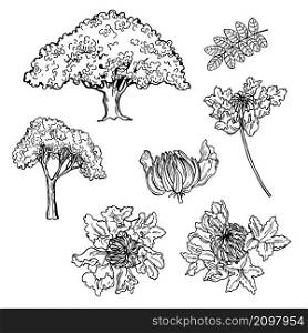 Hand drawn African Tulip Tree (Spathodea campanulata). Vector sketch illustration.