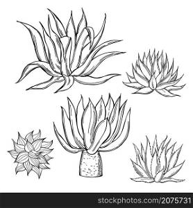 Hand drawn agave on white background. Vector sketch illustration.. Agave. Vector illustration.