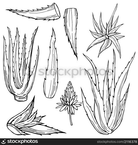 Hand drawn aloe vera plant. Vector sketch illustration.. Hand drawn aloe vera plant.