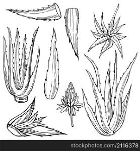 Hand drawn aloe vera plant. Vector sketch illustration.. Hand drawn aloe vera plant.