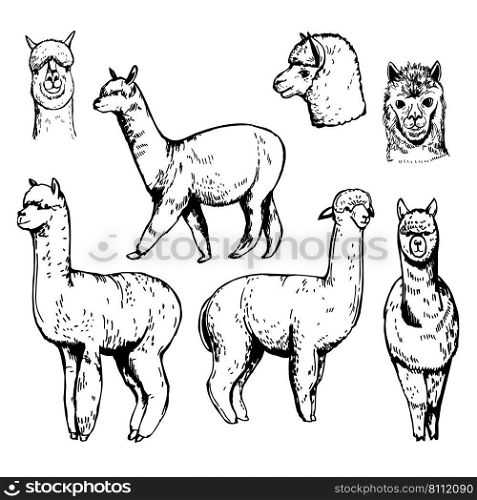 Hand-drawn Alpaca, South American mammals . Vector sketch  illustration.. Alpaca. Sketch  illustration.