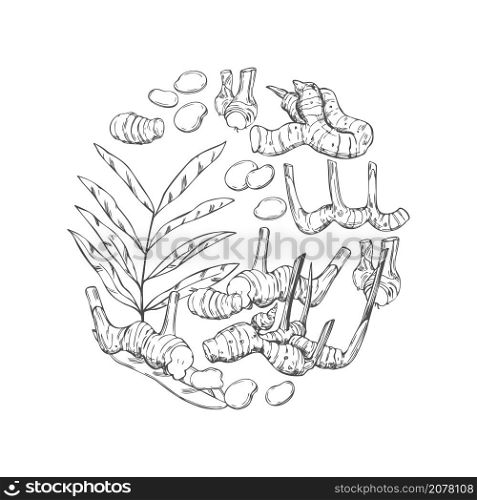 Hand drawn Alpinia galanga. Galangal, root, leaves. Vector sketch illustration . Hand drawn Alpinia galanga in a circle. Galangal, root, leaves. Vector sketch illustration