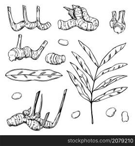 Hand drawn Alpinia galanga. Galangal, root, leaves. Vector sketch illustration