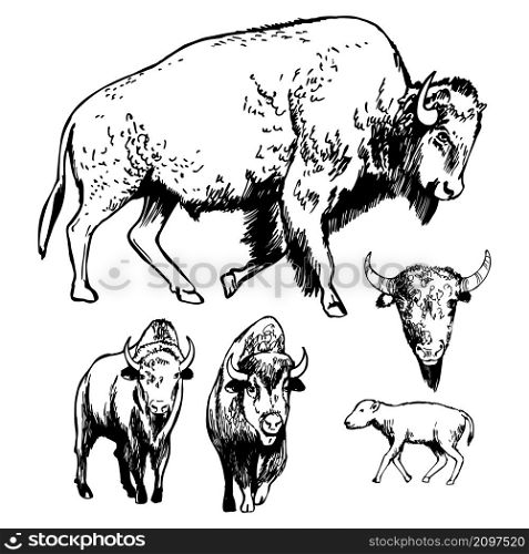 Hand-drawn American bison. Vector sketch illustration. . American bison. Sketch illustration.