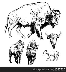 Hand-drawn American bison. Vector sketch illustration. . American bison. Sketch illustration.