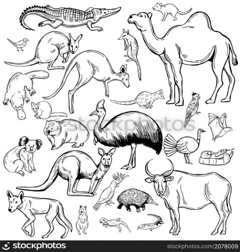 Hand drawn animals and birds of Australia. Vector sketch illustration.. Animals and birds of Australia.