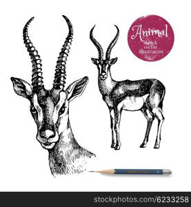 Hand drawn antelope animal vector illustration. Sketch isolated on white background with pencil and label banner
