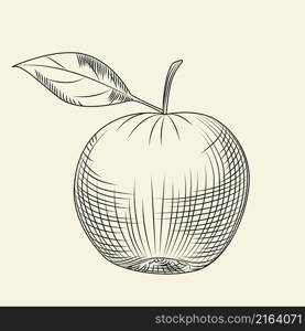 Hand drawn apple isolated on background. Engraving vintage style. Vector illustration. Hand drawn apple isolated on background. Engraving vintage style.