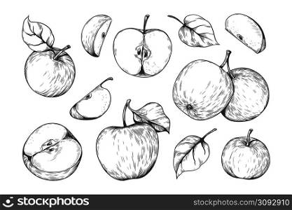Hand drawn apple pieces. Organic vegetable food. Whole or half products with leaves and seeds. Healthy vitamin vegetarian meal sketch. Isolated natural juicy slices. Vector sweet fruit engraving set. Hand drawn apple pieces. Organic vegetable food. Whole or half products with leaves and seeds. Healthy vitamin vegetarian meal sketch. Isolated juicy slices. Vector fruit engraving set